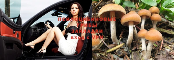 стаф Аркадак